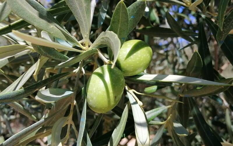 el fruto